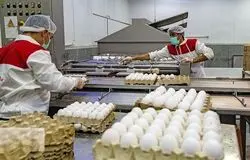 کاهش قیمت تخم مرغ در راه است/ممنوعیت صادرات، نویدبخش تعادل در بازار