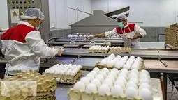 کاهش قیمت تخم مرغ در راه است/ممنوعیت صادرات، نویدبخش تعادل در بازار