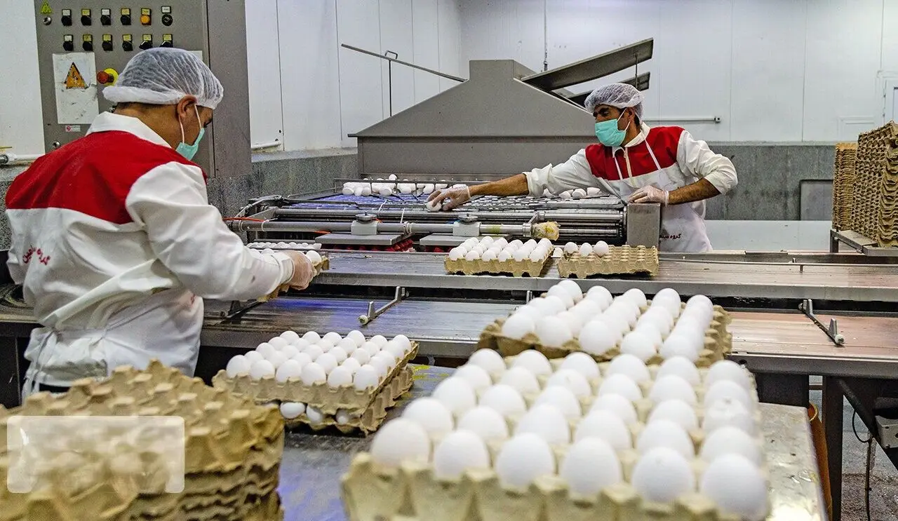 کاهش قیمت تخم مرغ در راه است/ممنوعیت صادرات، نویدبخش تعادل در بازار