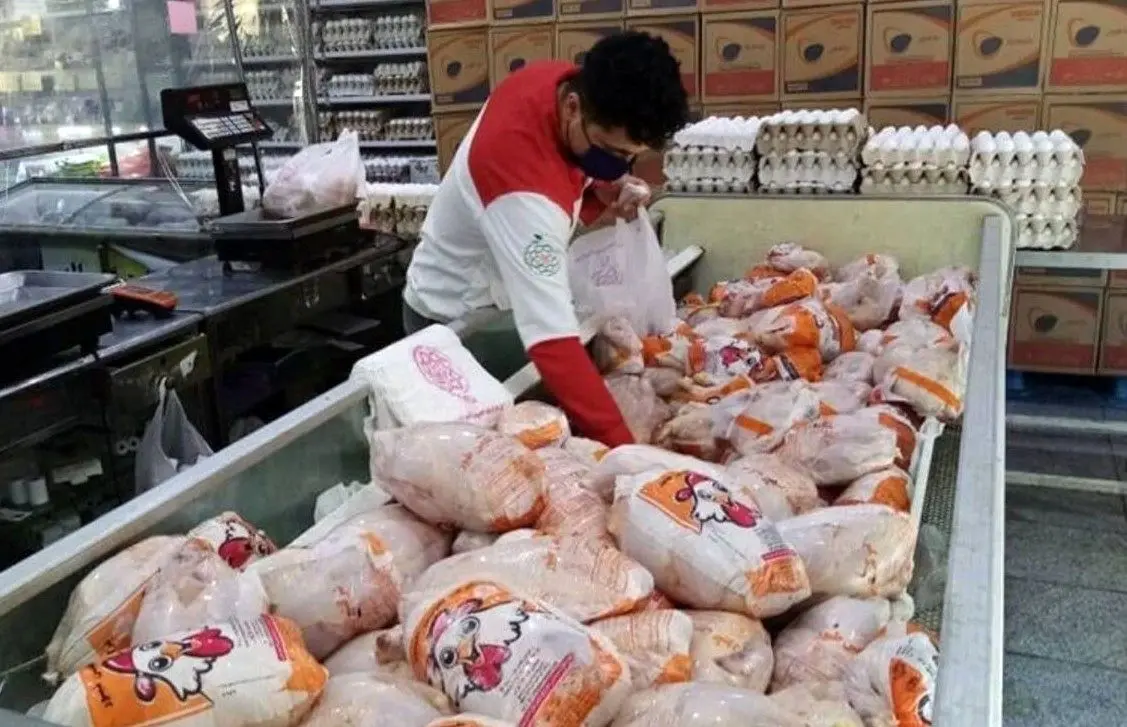 مرغ ارزان می شود