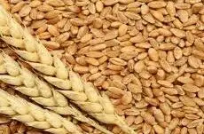 شورای قیمت گذاری بدون تاخیر قیمت تضمینی گندم را قیمت گذاری کند