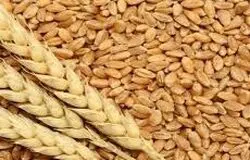 شورای قیمت گذاری بدون تاخیر قیمت تضمینی گندم را قیمت گذاری کند