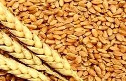 شورای قیمت گذاری بدون تاخیر قیمت تضمینی گندم را قیمت گذاری کند