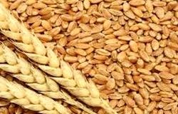 شورای قیمت گذاری بدون تاخیر قیمت تضمینی گندم را قیمت گذاری کند