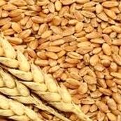 شورای قیمت گذاری بدون تاخیر قیمت تضمینی گندم را قیمت گذاری کند