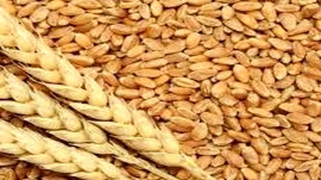شورای قیمت گذاری بدون تاخیر قیمت تضمینی گندم را قیمت گذاری کند
