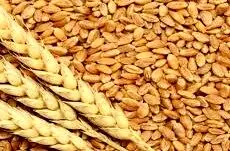 شورای قیمت گذاری بدون تاخیر قیمت تضمینی گندم را قیمت گذاری کند