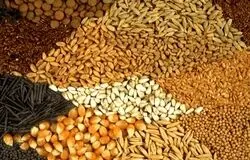 تشکل‌ها به توزیع نهاده‌های دامی وارد می‌شوند/تلاش برای عبور از بحران سه‌ماهه