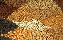 تشکل‌ها به توزیع نهاده‌های دامی وارد می‌شوند/تلاش برای عبور از بحران سه‌ماهه