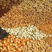 تشکل‌ها به توزیع نهاده‌های دامی وارد می‌شوند/تلاش برای عبور از بحران سه‌ماهه