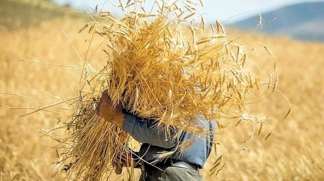 واریز حق بیمه گندمکاران ادامه دارد؛ یک پنجم سهم کشاورزان تاکنون پرداخت شد