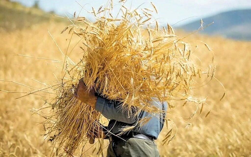 واریز حق بیمه گندمکاران ادامه دارد؛ یک پنجم سهم کشاورزان تاکنون پرداخت شد