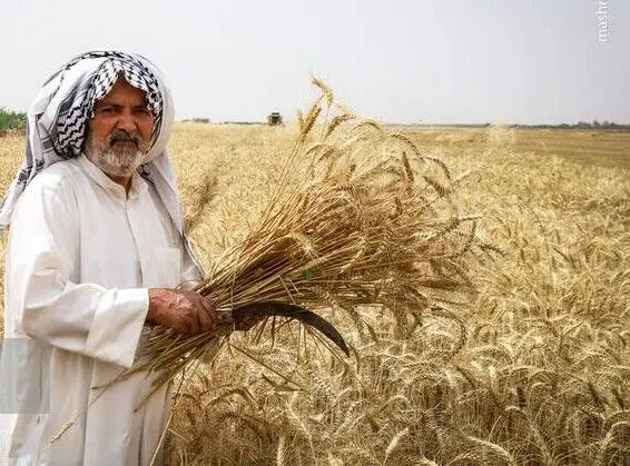 ماجرای ۵ درصد باقی‌مانده مطالبات گندم‌کاران/ بیمه یا طلب؟