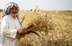 ماجرای ۵ درصد باقی‌مانده مطالبات گندم‌کاران/ بیمه یا طلب؟