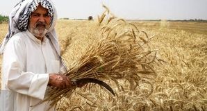 ماجرای ۵ درصد باقی‌مانده مطالبات گندم‌کاران/ بیمه یا طلب؟