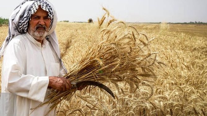 ماجرای ۵ درصد باقی‌مانده مطالبات گندم‌کاران/ بیمه یا طلب؟