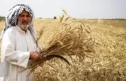 ماجرای ۵ درصد باقی‌مانده مطالبات گندم‌کاران/ بیمه یا طلب؟