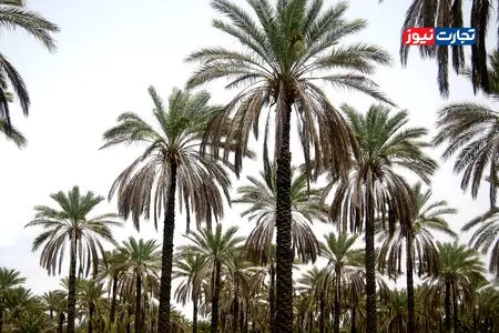 رئیس انجمن خرما: معامله پایاپای خرما و برنج نیازمند بررسی کارشناسی است