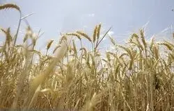 تصمیم بزرگ برای بازار مواد غذایی؛ فردا نرخ تضمینی گندم مشخص می‌شود