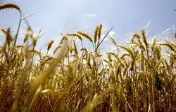 تصمیم بزرگ برای بازار مواد غذایی؛ فردا نرخ تضمینی گندم مشخص می‌شود