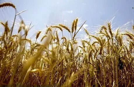 تصمیم بزرگ برای بازار مواد غذایی؛ فردا نرخ تضمینی گندم مشخص می‌شود