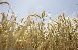 تصمیم بزرگ برای بازار مواد غذایی؛ فردا نرخ تضمینی گندم مشخص می‌شود