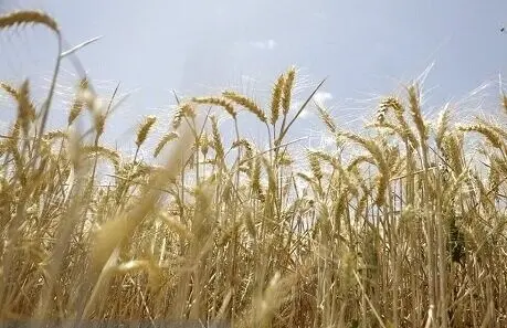 تصمیم بزرگ برای بازار مواد غذایی؛ فردا نرخ تضمینی گندم مشخص می‌شود