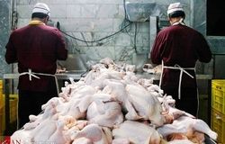 هشدار نسبت به کمبود مرغ در ماه‌های آینده