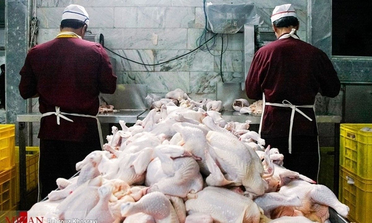 هشدار نسبت به کمبود مرغ در ماه‌های آینده