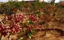کشت پسته ایرانی در ازبکستان/تردیدها و سکوت مسئولان