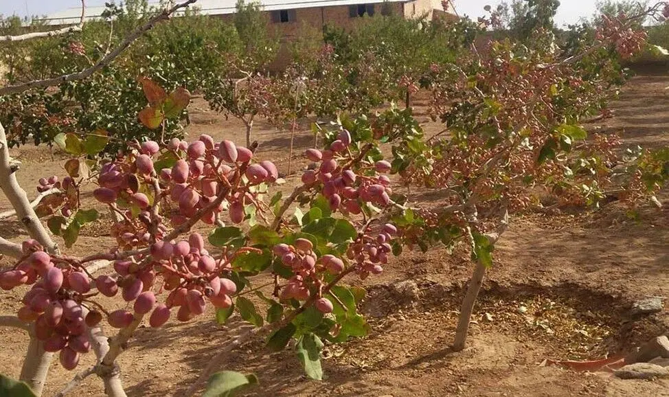 کشت پسته ایرانی در ازبکستان/تردیدها و سکوت مسئولان