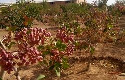 کشت پسته ایرانی در ازبکستان/تردیدها و سکوت مسئولان