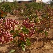 کشت پسته ایرانی در ازبکستان/تردیدها و سکوت مسئولان