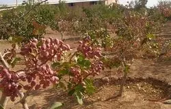 کشت پسته ایرانی در ازبکستان/تردیدها و سکوت مسئولان