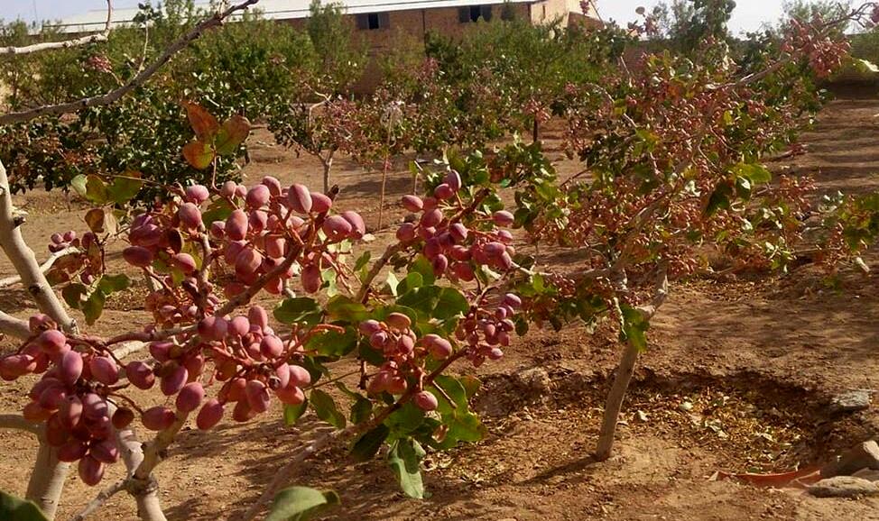 کشت پسته ایرانی در ازبکستان/تردیدها و سکوت مسئولان
