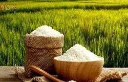 بازار برنج در حال آرام شدن؟/ وزیر جهاد از کاهش قیمت خبر داد