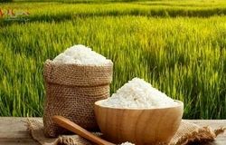 بازار برنج در حال آرام شدن؟/ وزیر جهاد از کاهش قیمت خبر داد