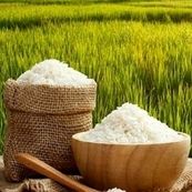 بازار برنج در حال آرام شدن؛ وزیر جهاد از کاهش قیمت خبر داد