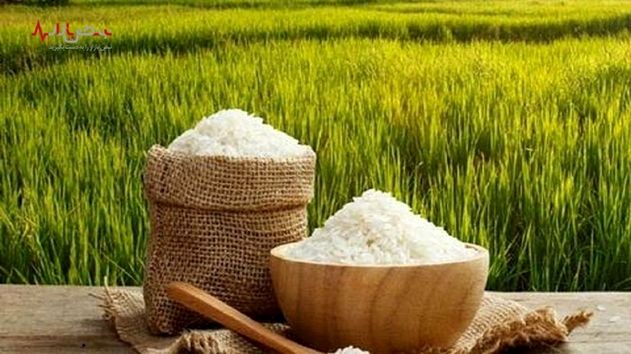 بازار برنج در حال آرام شدن؟/ وزیر جهاد از کاهش قیمت خبر داد