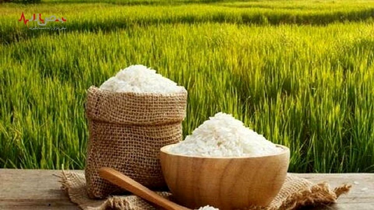 بازار برنج در حال آرام شدن؟/ وزیر جهاد از کاهش قیمت خبر داد