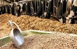 بازگشت توزیع نهاده‌های دامی به دولت؛ هشدار درباره فساد احتمالی