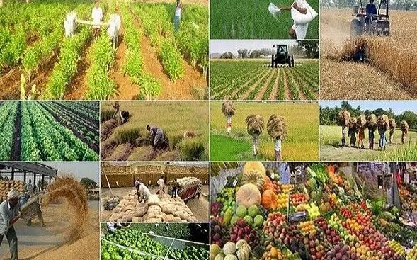 توسعه کشاورزی قراردادی در زنجیره تأمین سه محصول راهبردی