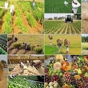 توسعه کشاورزی قراردادی در زنجیره تأمین سه محصول راهبردی