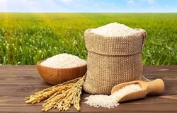 حذف بخش خصوصی و افزایش آشفتگی در بازار برنج