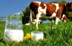 شیر فروخته نمی‌شود، گوشت در خطر/هشدار دامداران به دولت