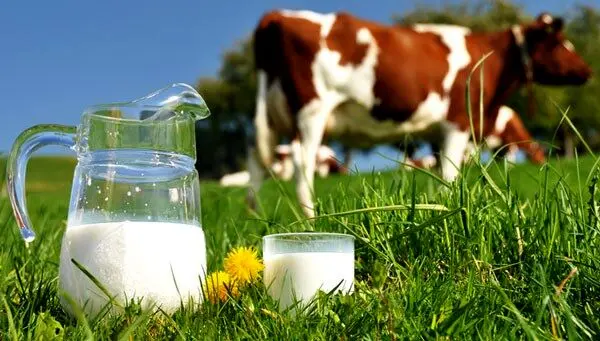شیر فروخته نمی‌شود، گوشت در خطر/هشدار دامداران به دولت