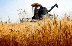 هشدار درباره تبعات تاخیر در اعلام قیمت خرید گندم