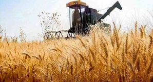 هشدار درباره تبعات تاخیر در اعلام قیمت خرید گندم
