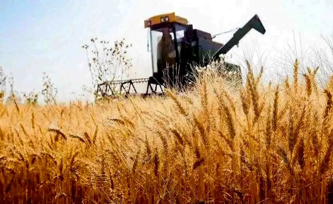 هشدار درباره تبعات تاخیر در اعلام قیمت خرید گندم