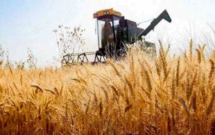 هشدار درباره تبعات تاخیر در اعلام قیمت خرید گندم